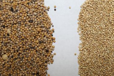 Gallery: QUINOA Seed Cleaning & Conditioning Manitoba