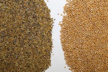 Gallery: QUINOA Seed Cleaning & Conditioning Manitoba