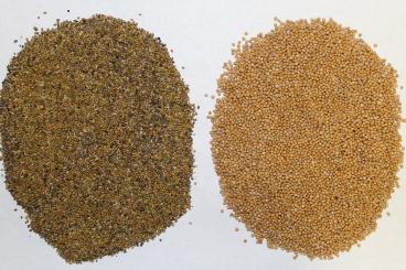 Gallery: QUINOA Seed Cleaning & Conditioning Manitoba