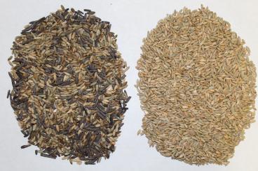 Gallery: RYE Seed Cleaning & Conditioning Manitoba