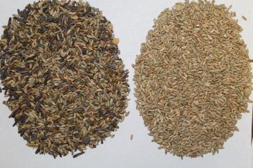 Gallery: RYE Seed Cleaning & Conditioning Manitoba