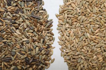 Gallery: RYE Seed Cleaning & Conditioning Manitoba