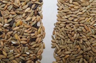 Gallery: RYE Seed Cleaning & Conditioning Manitoba
