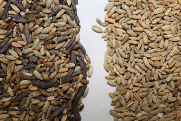 Gallery: RYE Seed Cleaning & Conditioning Manitoba