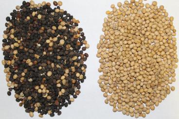 Gallery: SOYBEANS Seed Cleaning & Conditioning Manitoba