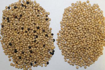Gallery: SOYBEANS Seed Cleaning & Conditioning Manitoba