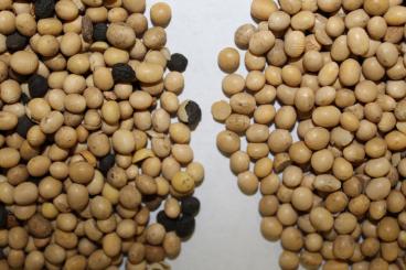 Gallery: SOYBEANS Seed Cleaning & Conditioning Manitoba