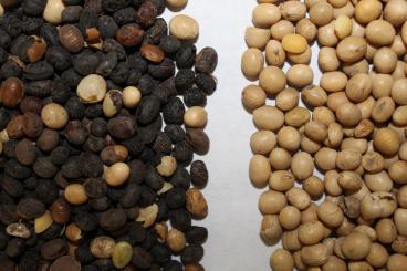 Gallery: SOYBEANS Seed Cleaning & Conditioning Manitoba