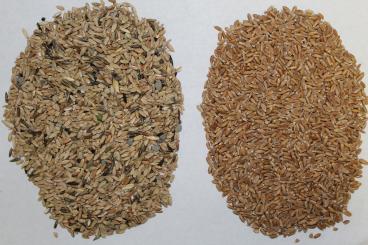 Gallery: SPELT Seed Cleaning & Conditioning Manitoba