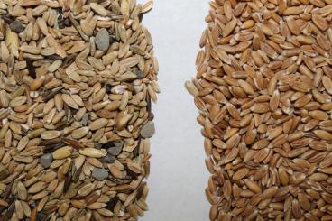 Gallery: SPELT Seed Cleaning & Conditioning Manitoba