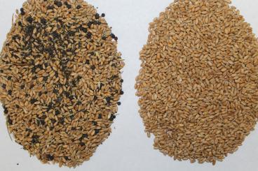 Gallery: WHEAT Seed Cleaning & Conditioning Manitoba