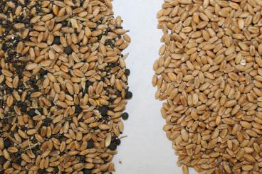 Gallery: WHEAT Seed Cleaning & Conditioning Manitoba