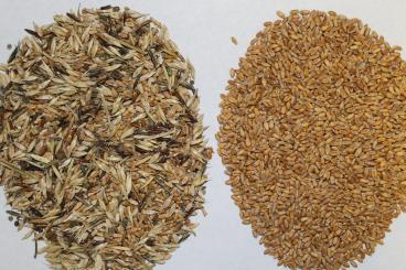 Gallery: WHEAT Seed Cleaning & Conditioning Manitoba