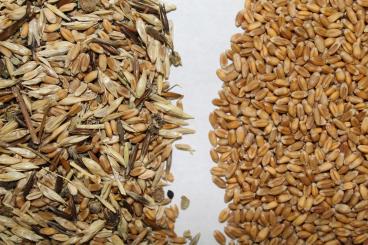 Gallery: WHEAT Seed Cleaning & Conditioning Manitoba
