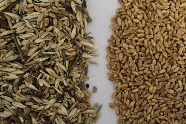 Gallery: WHEAT Seed Cleaning & Conditioning Manitoba